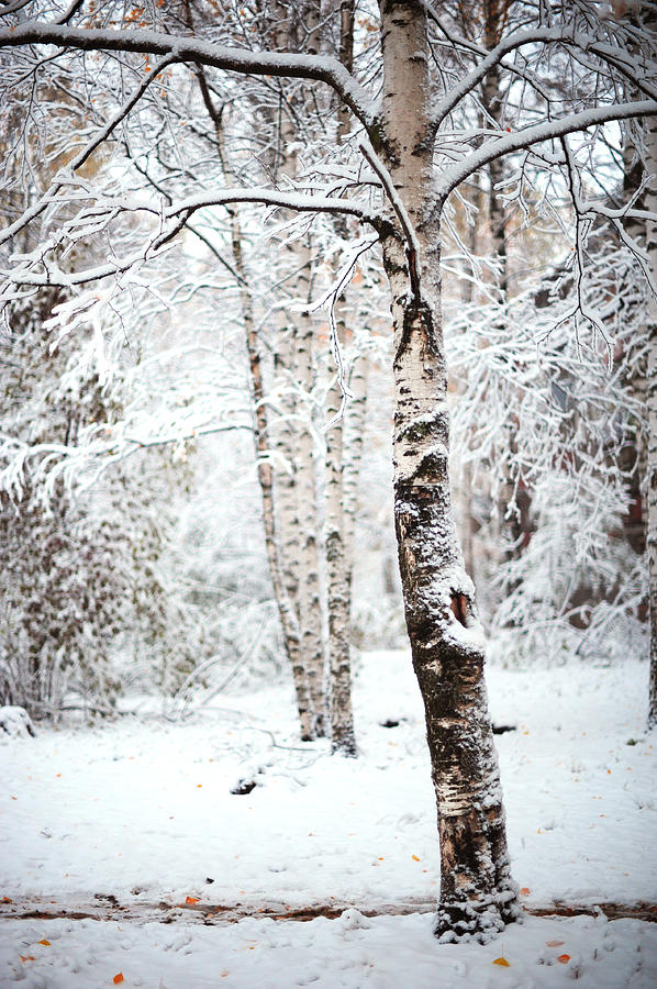 Winter Poetry Photograph by Jenny Rainbow