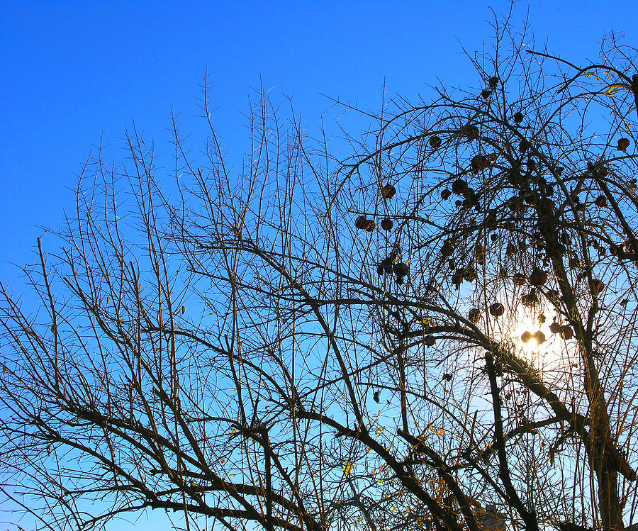 Winter Pomegranate Tree Photograph by April Dunlap