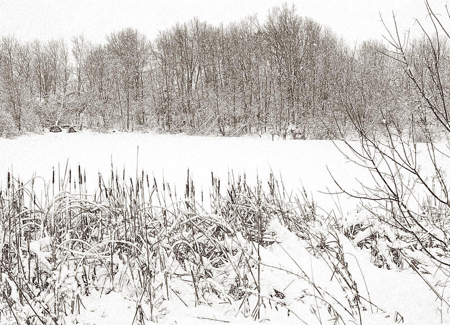 Winter Pond Photograph by Lynn Hansen
