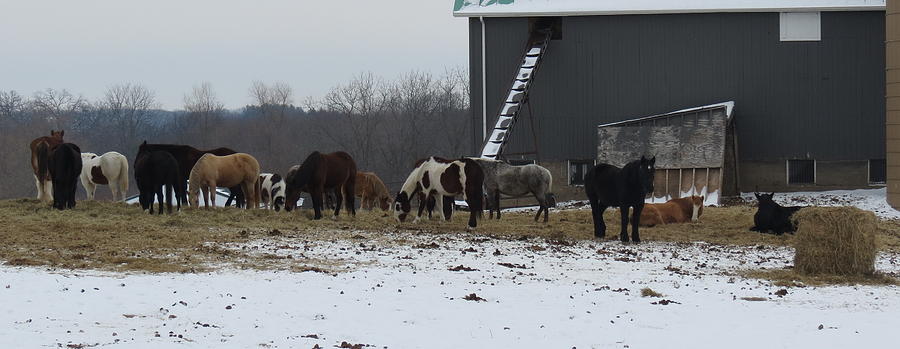 Winter Ponies Photograph by Kay Novy