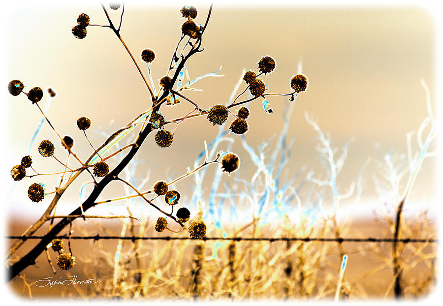 Winter Prairie Photograph by Sylvia Thornton