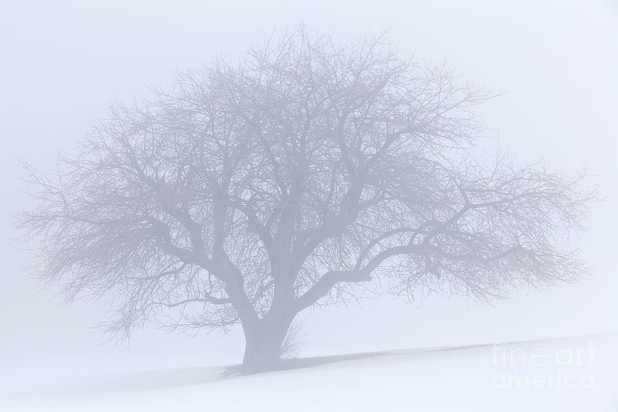 Winter Quiet Photograph by Alan L Graham