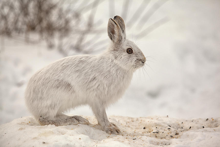 Winter Rabbit Photograph by Eunice Gibb