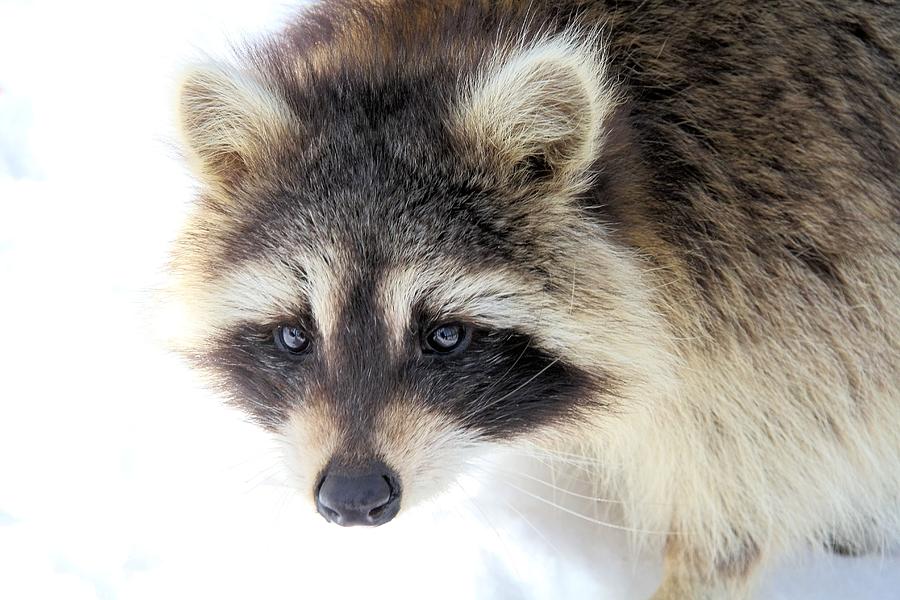 Winter Raccoon Photograph by Doris Potter