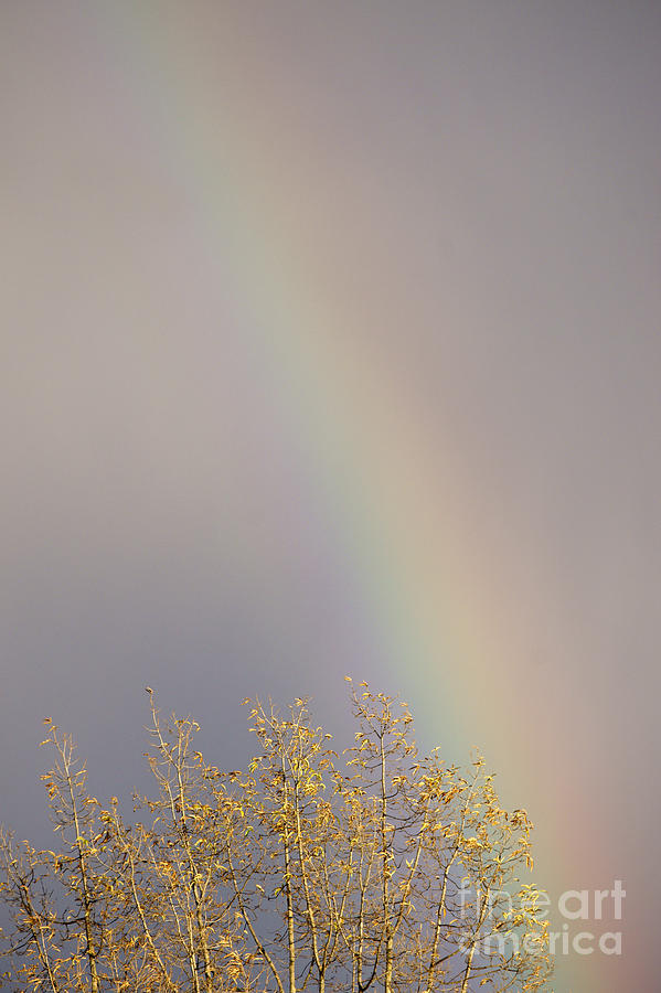 Winter Rainbow Photograph by John  Mitchell