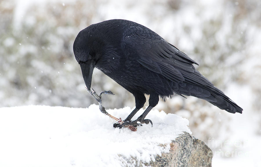 Winter Raven Photograph by Deby Dixon