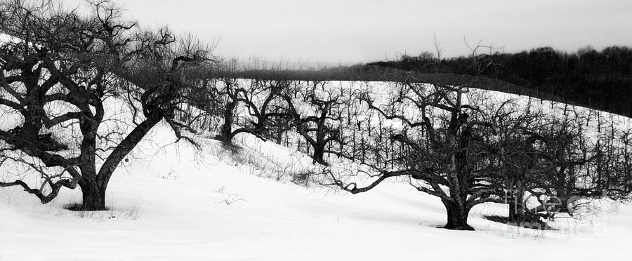 Winter Photograph by Raymond Earley
