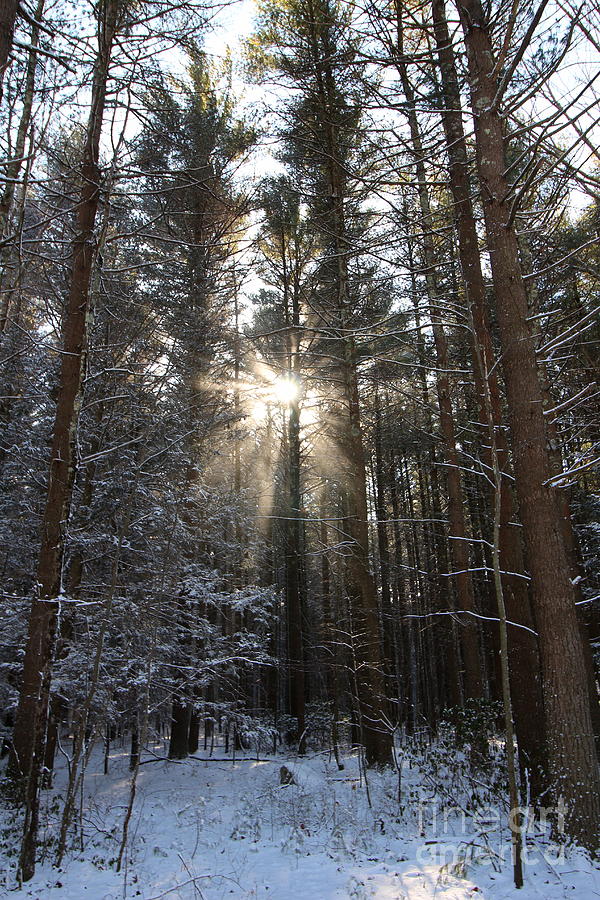 Winter Rays  Photograph by Neal Eslinger