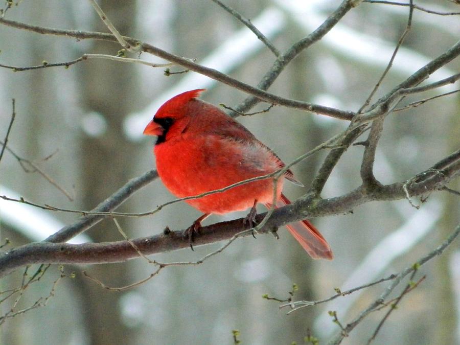 Winter Red Cardinal Photograph