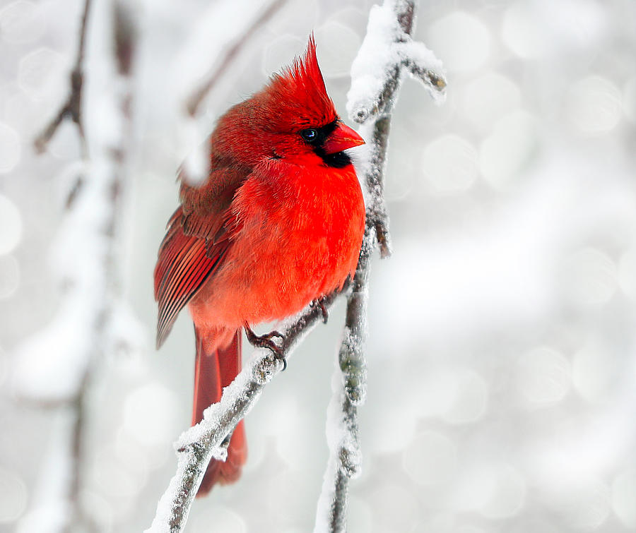 Winter Red Photograph