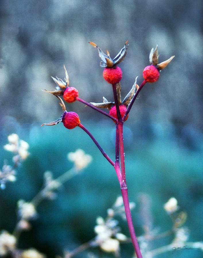 Winter Photograph - Winter Red Rose Hips by Julie Magers Soulen