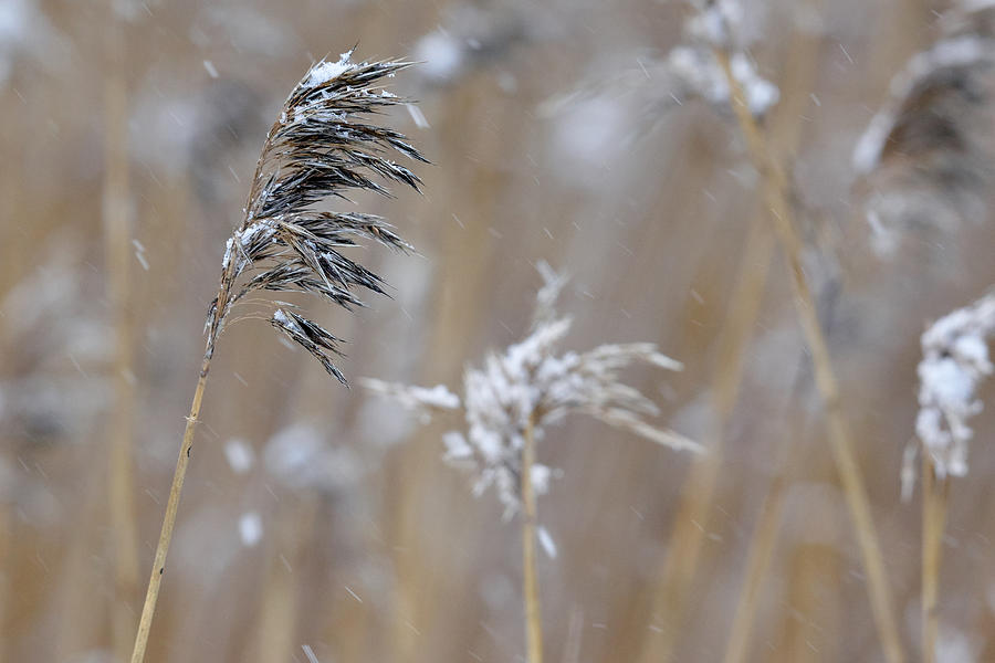 Winter reeds Photograph by Jouko Lehto