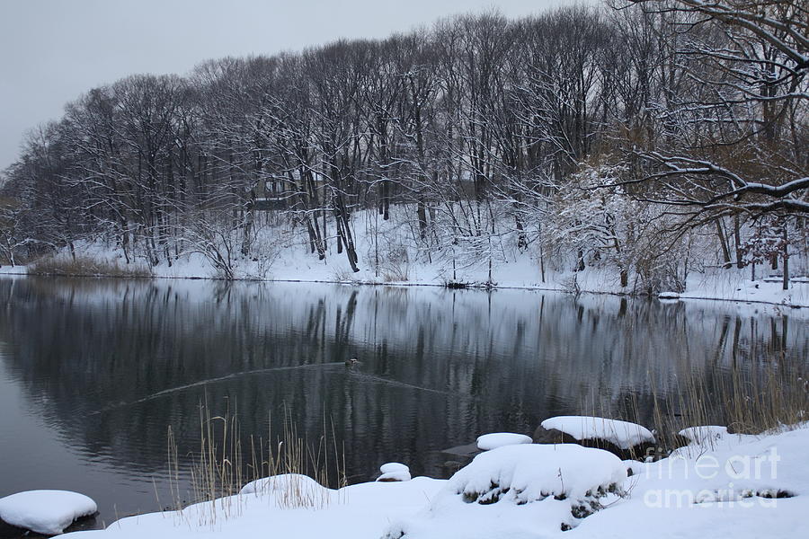 Winter Photograph - Winter Reflections by Dora Sofia Caputo