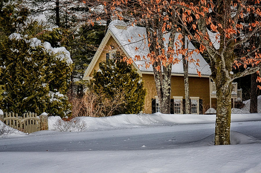 Nature Photograph - Winter Retreat by Tricia Marchlik