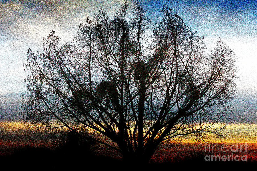 Tree Photograph - Winter Revelations by Ola Allen