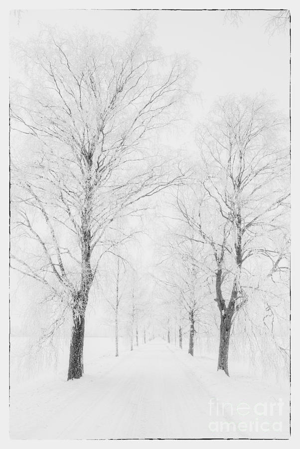 Black And White Photograph - Winter road by Veikko Suikkanen