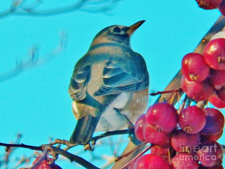Winter Robin and Crabapples Photograph by Judy Via-Wolff