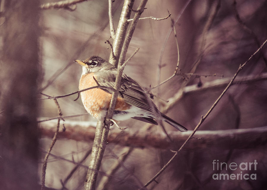 Winter Robin Photograph by Cheryl Baxter