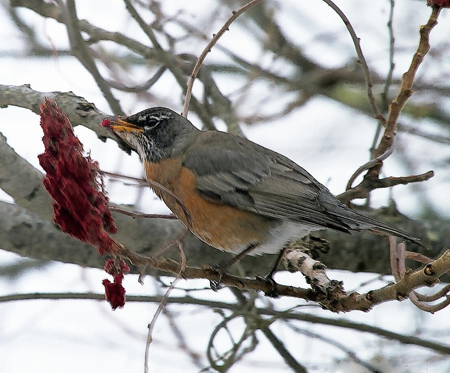 Winter Robin Photograph by Constantine Gregory