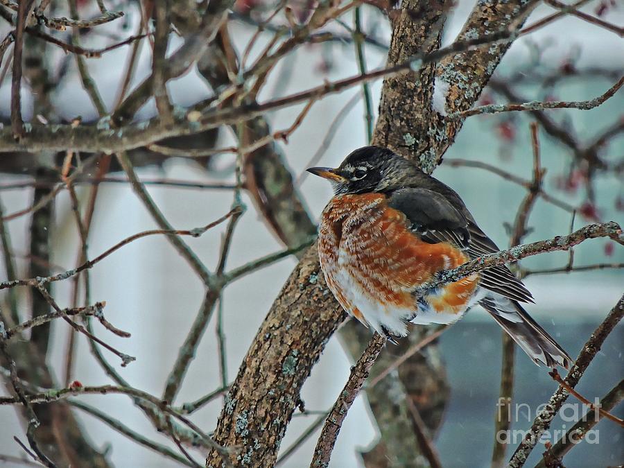 Winter Robin Photograph by Marcia Lee Jones