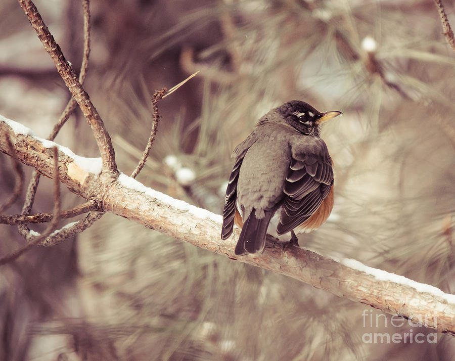 Winter Robin2 Photograph by Cheryl Baxter