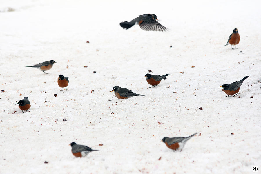 Winter Robins Photograph by John Meader