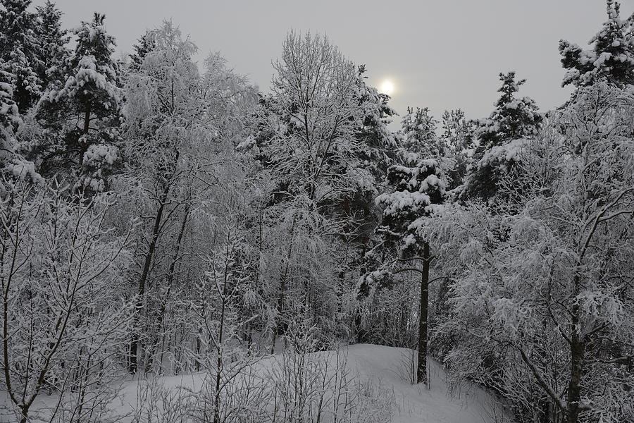 Fine Photograph - Winter Romance 1 by Teo SITCHET-KANDA Fine Photograph - Winter Romance 1 by Teo SITCHET-KANDA