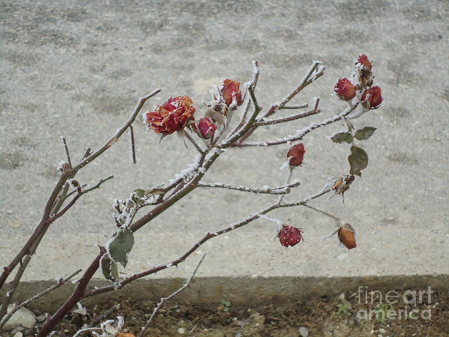 Winter Rose Photograph by Ann Johndro-Collins