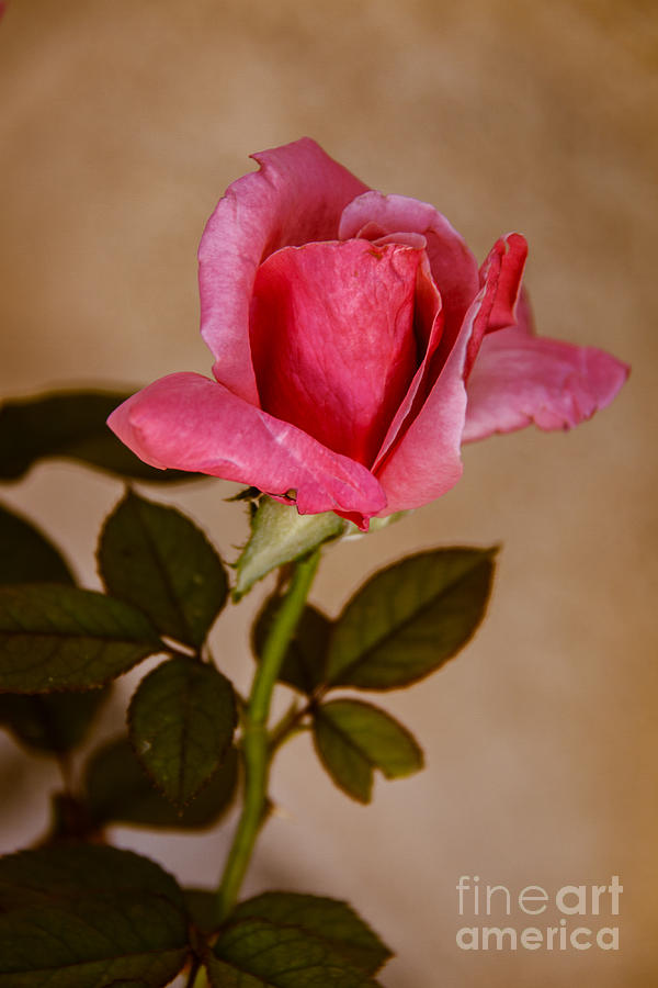 Winter Rose Bud Photograph by Robert Bales