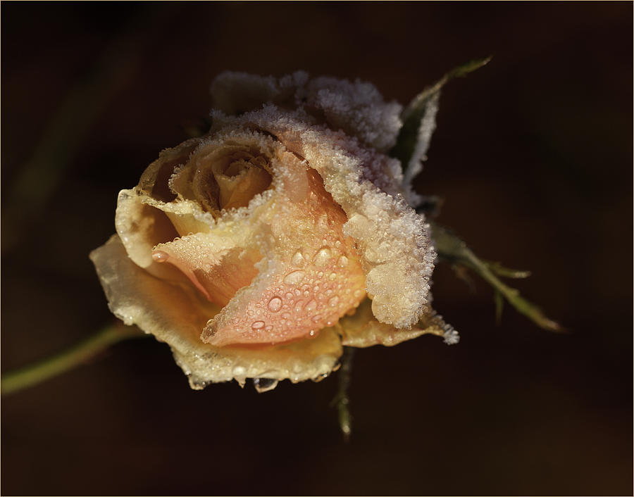 Winter Photograph - Winter Rose by Chris Mason