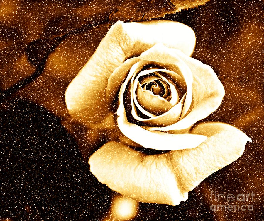 Rose Photograph - Winter Rose by Clare Bevan