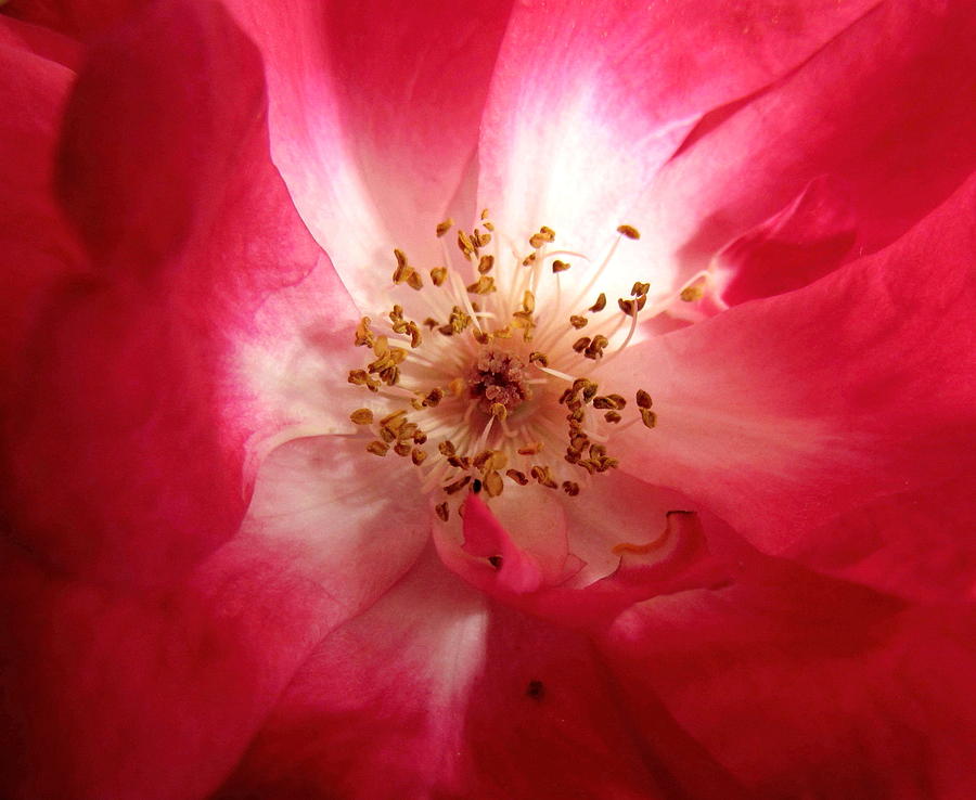 Winter Rose Photograph by Joyce Woodhouse