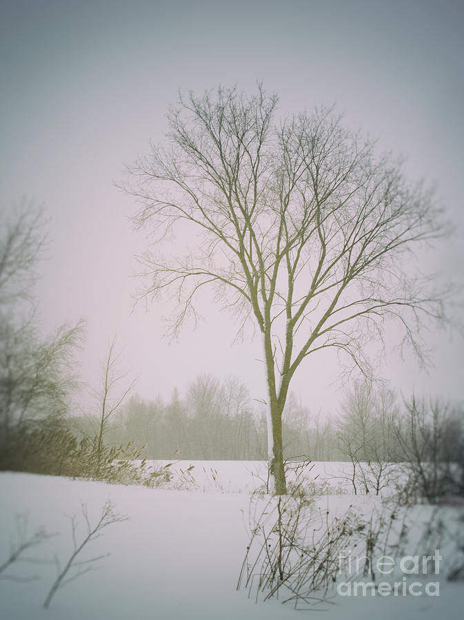 Winter rural scene Photograph by Sandra Cunningham