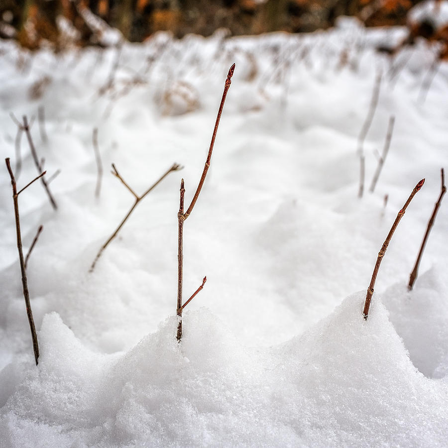 Winter saplings Photograph by Chris Bordeleau