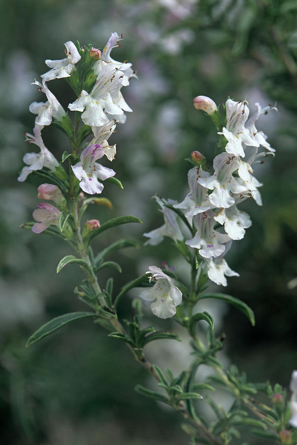 Winter Savory Flowers (satureja Montana) Photograph by Bob Gibbons/science Photo Library