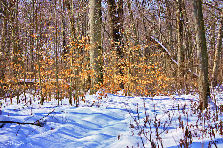 Winter Scene 2014 Photograph by Mikki Cucuzzo