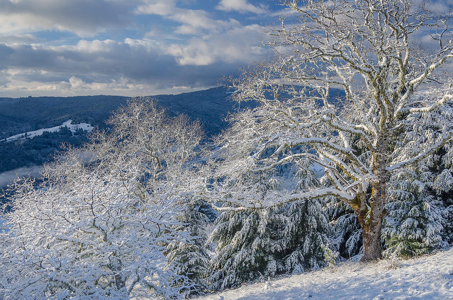 Winter Scene at Berry Summit Photograph by Greg Nyquist