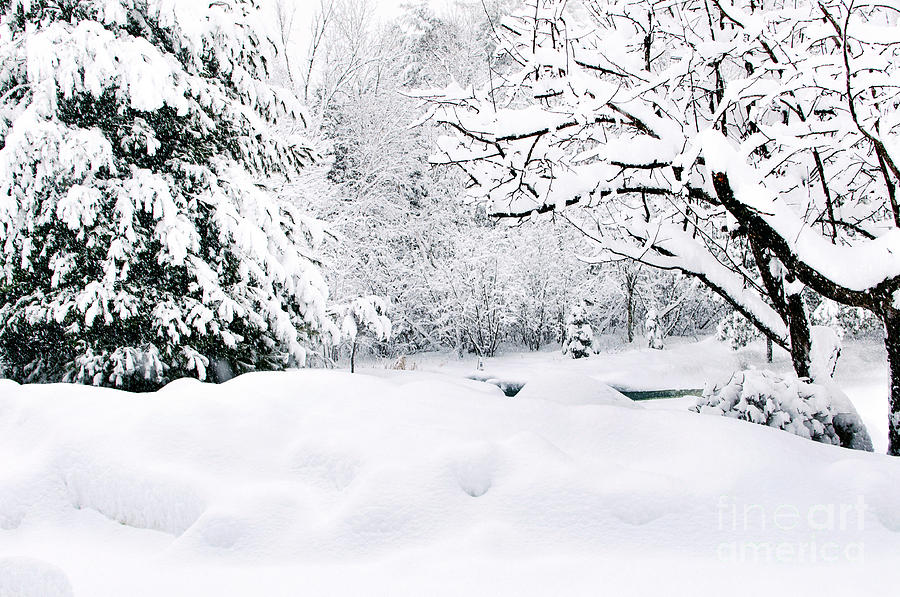 Winter Scene Photograph by Gwen Gibson