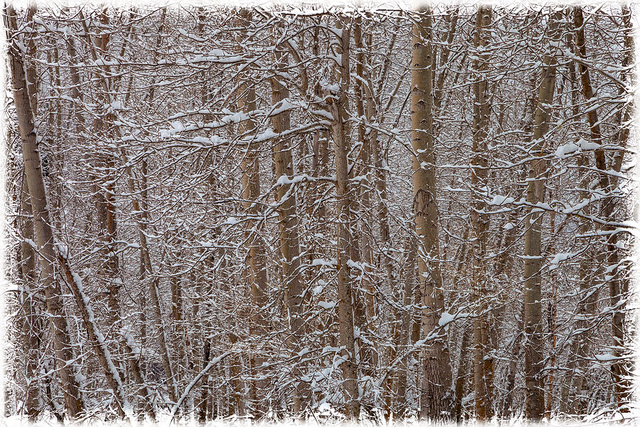 Winter Scene Photograph by Jonathan Nguyen