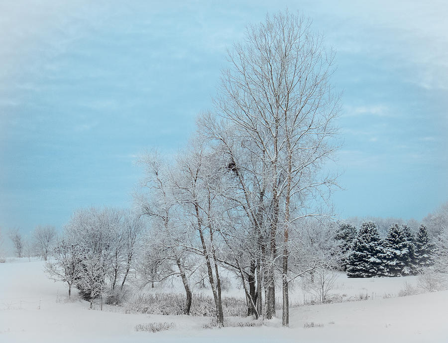 Winter Scene with Nest Photograph by Patti Deters
