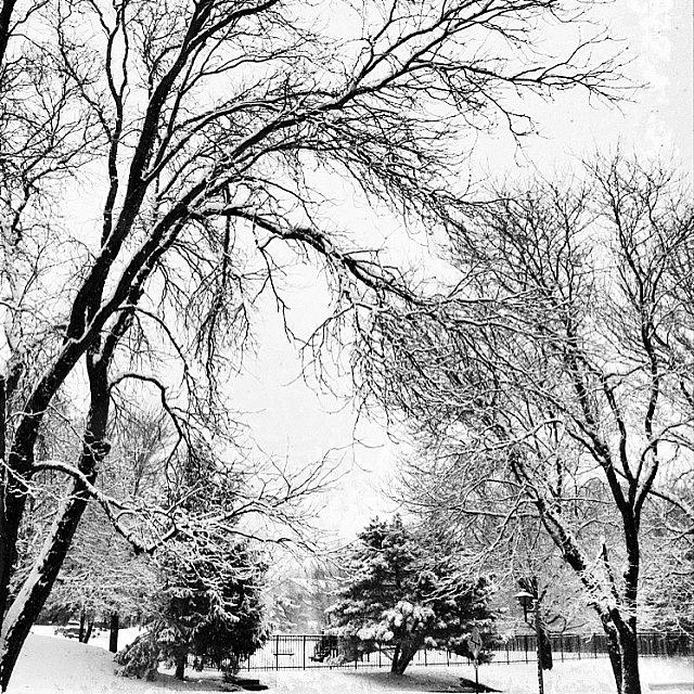 Winter Photograph - Winter Scene. #snow #snowstorm #winter by Traci Law