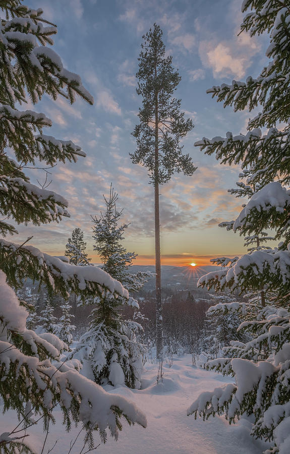 Sunset Photograph - Winter Scenery With Forest At Sunset by Geert Weggen
