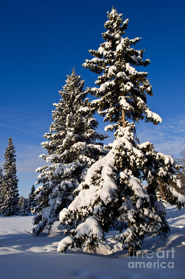 Winter Scenic 10 Photograph by Terry Elniski