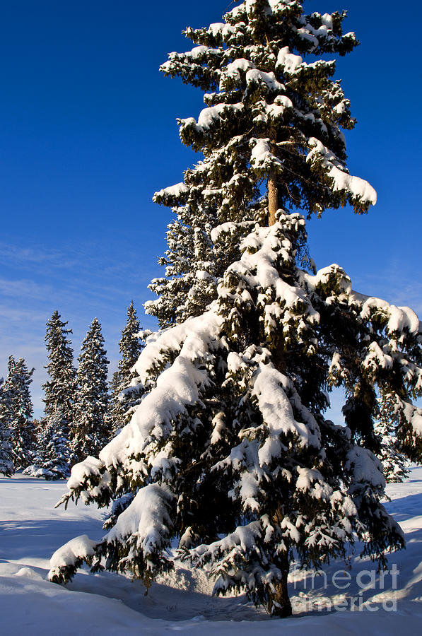 Winter Scenic 11 Photograph by Terry Elniski