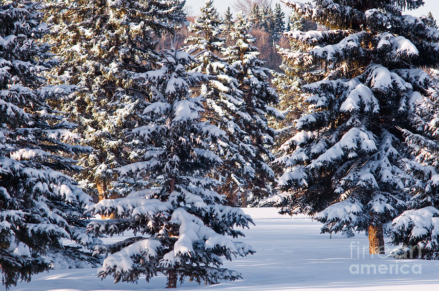 Winter Scenic 12 Photograph by Terry Elniski