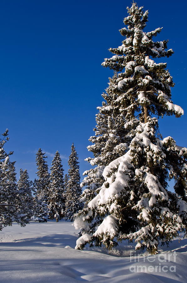 Winter Scenic 13 Photograph by Terry Elniski
