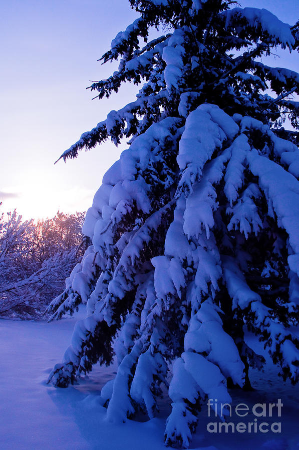 Winter Scenic 5 Photograph by Terry Elniski