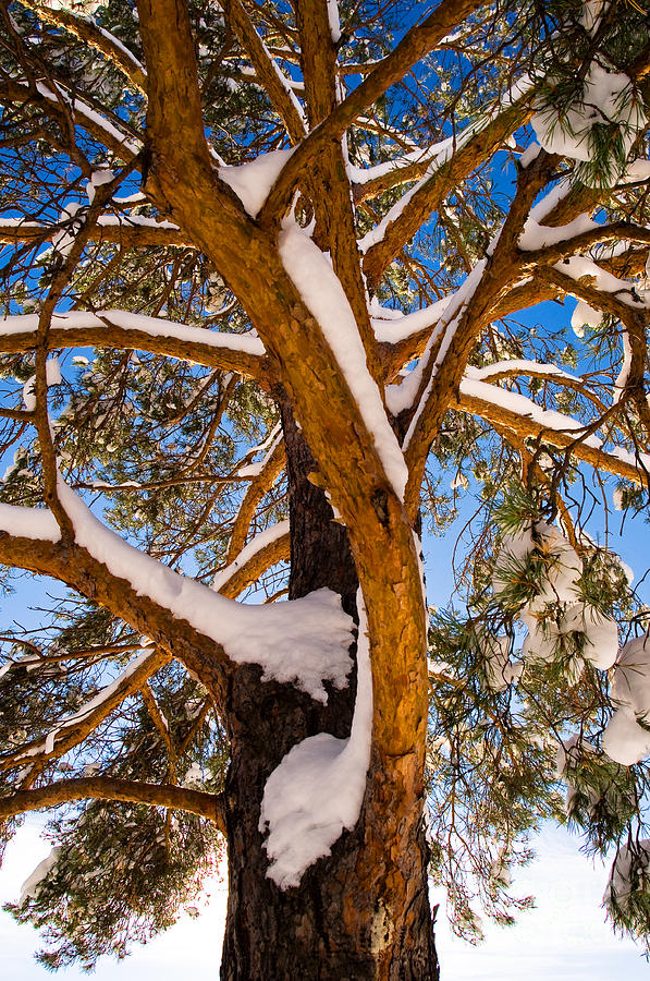 Winter Scenic 7 Photograph by Terry Elniski