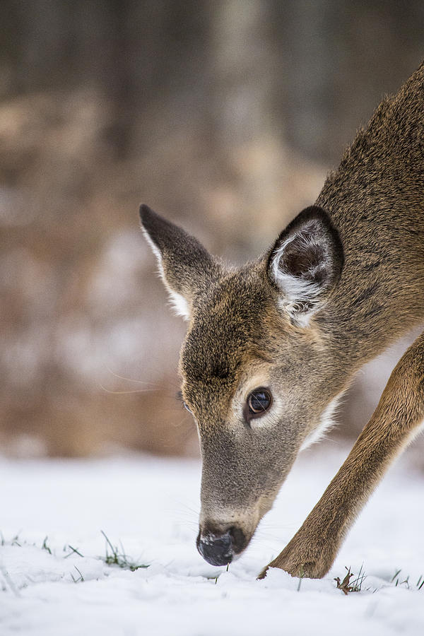 Deer Photograph - Winter Searching by Karol Livote