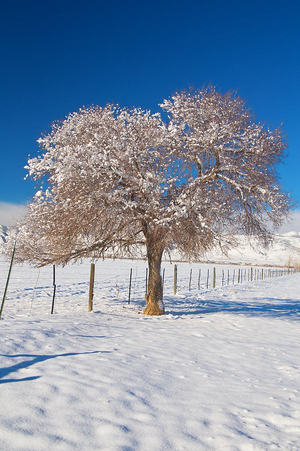 Winter Season on the Plains Portrait Photograph by James BO Insogna